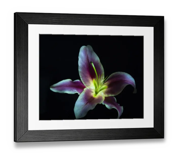 Framed Print : A Stargazer Lily against black background, light painted Framed Print : A Stargazer Lily against black background, light painted
