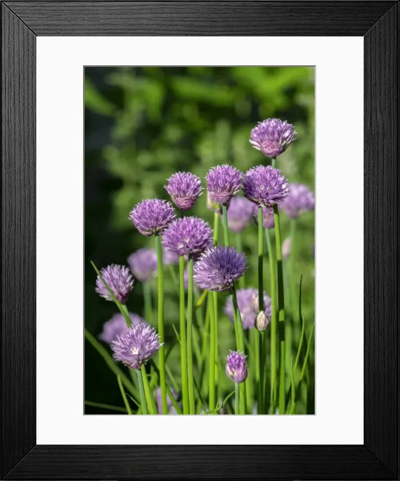 Framed Print : Chives