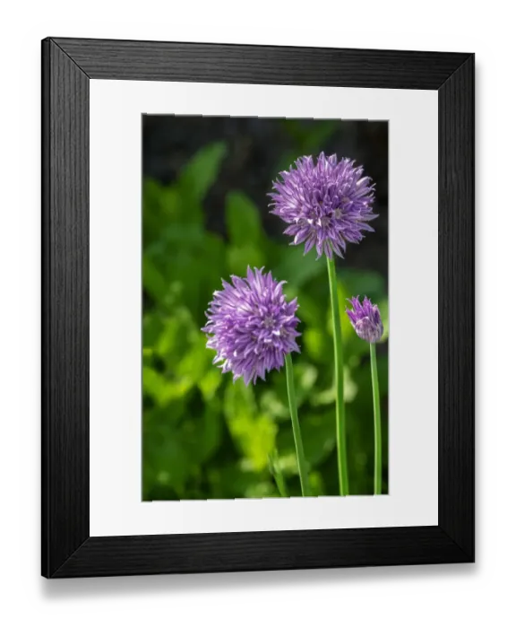 Framed Print : Chives Framed Print : Chives