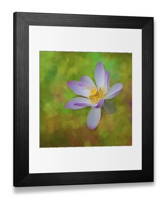 Framed Print : A photo painting of a waterlily