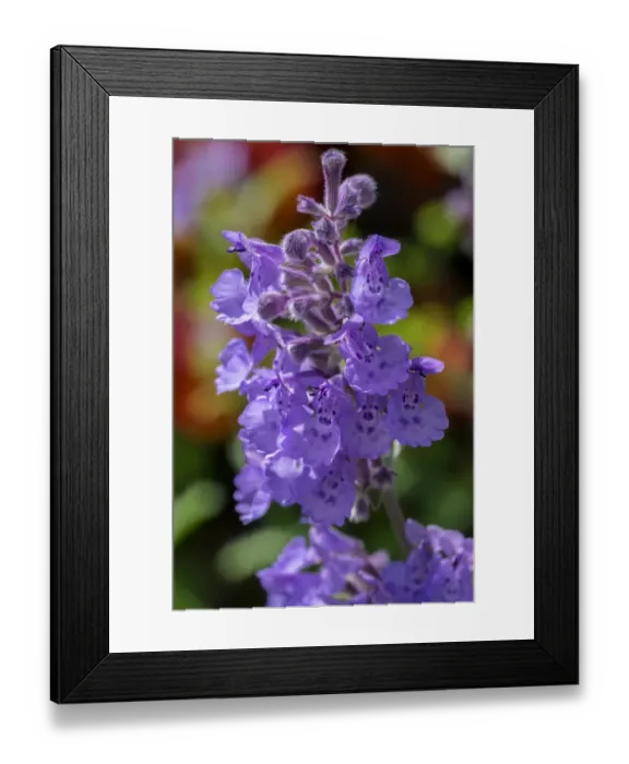 Framed Print : Catmint Framed Print : Catmint