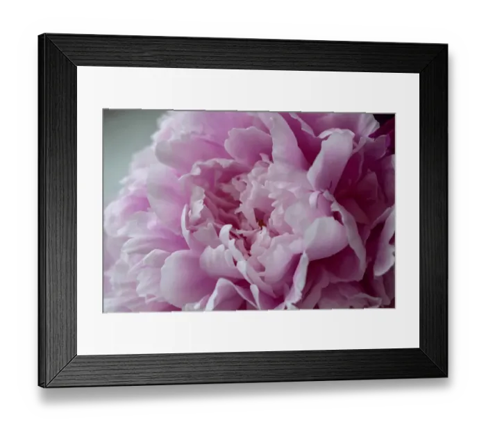 Framed Print : Pink Peony