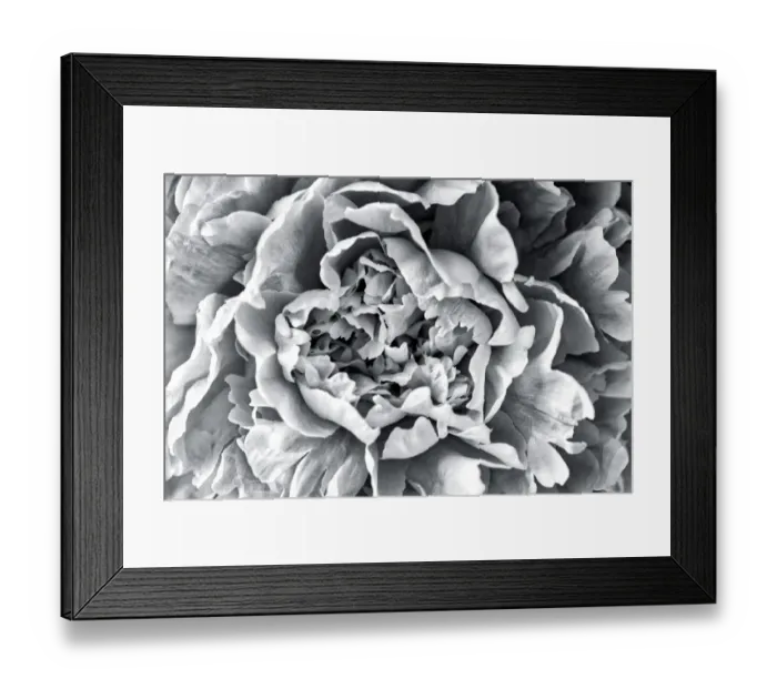 Framed Print : Black and White Peony