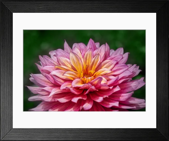 Framed Print : Pink and Yellow Dahlia Framed Print : Pink and Yellow Dahlia