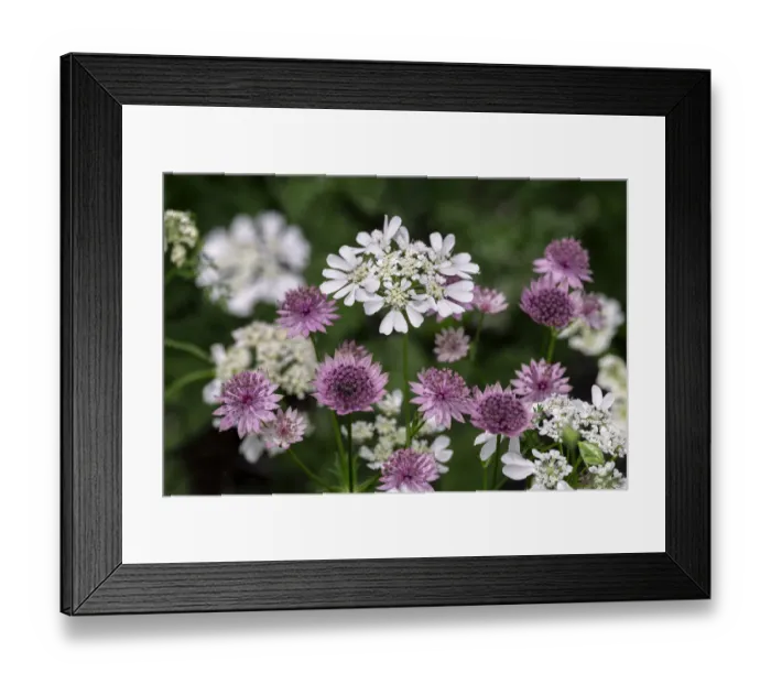 Framed Print : Greater Masterwort