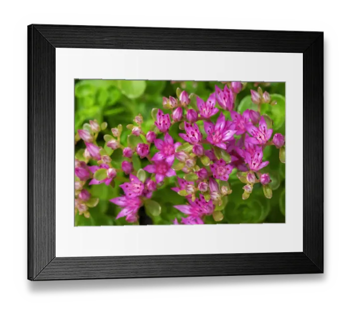 Framed Print : Pink Flowering Sedum Framed Print : Pink Flowering Sedum