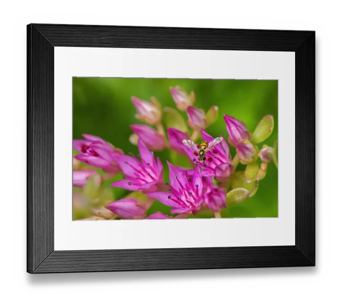 Framed Print : Hover Fly on Pink Flowering Sedum