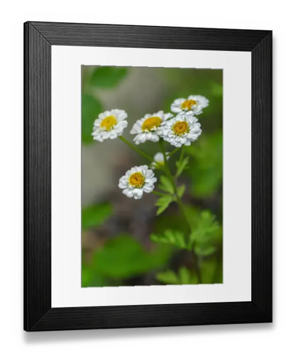 Framed Print : White Feverfew Framed Print : White Feverfew
