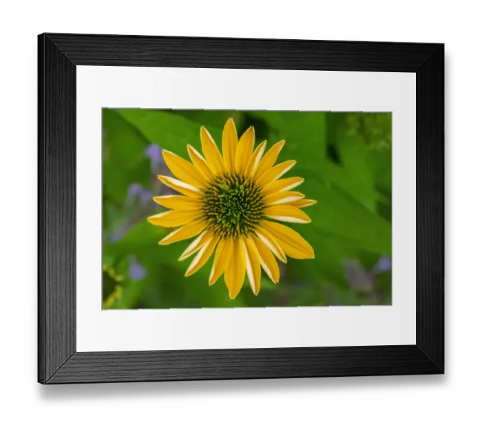 Framed Print : Yellow Coneflower Framed Print : Yellow Coneflower