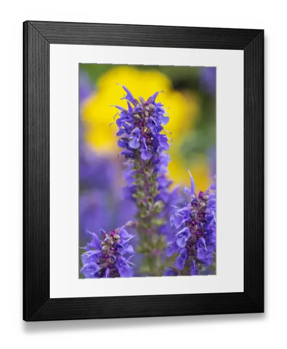 Framed Print : Purple Hyssop Framed Print : Purple Hyssop