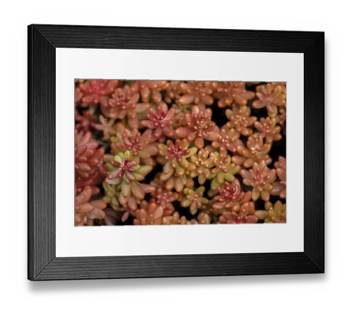 Framed Print : Redberry, Sedum Framed Print : Redberry, Sedum