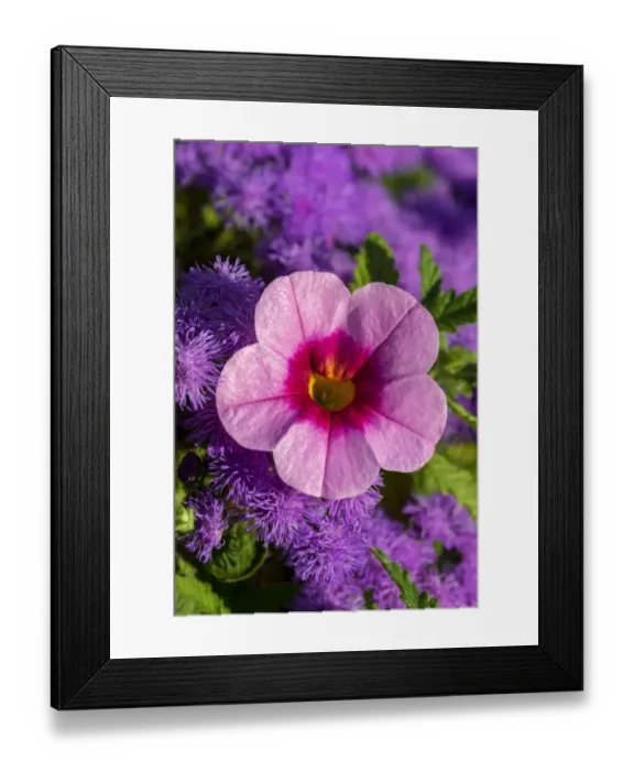 Framed Print : Pink Petunia and purple Bluemink Framed Print : Pink Petunia and purple Bluemink