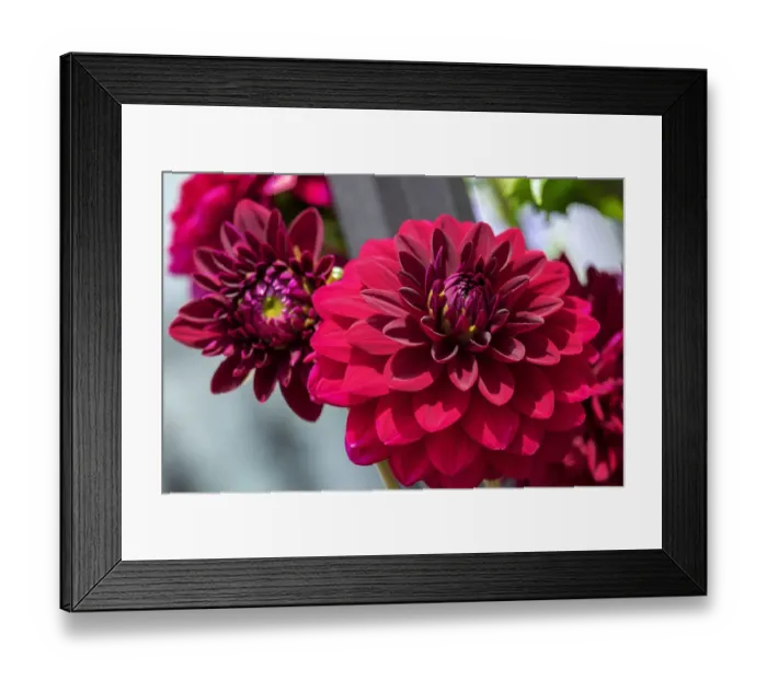 Framed Print : Red Dahlia