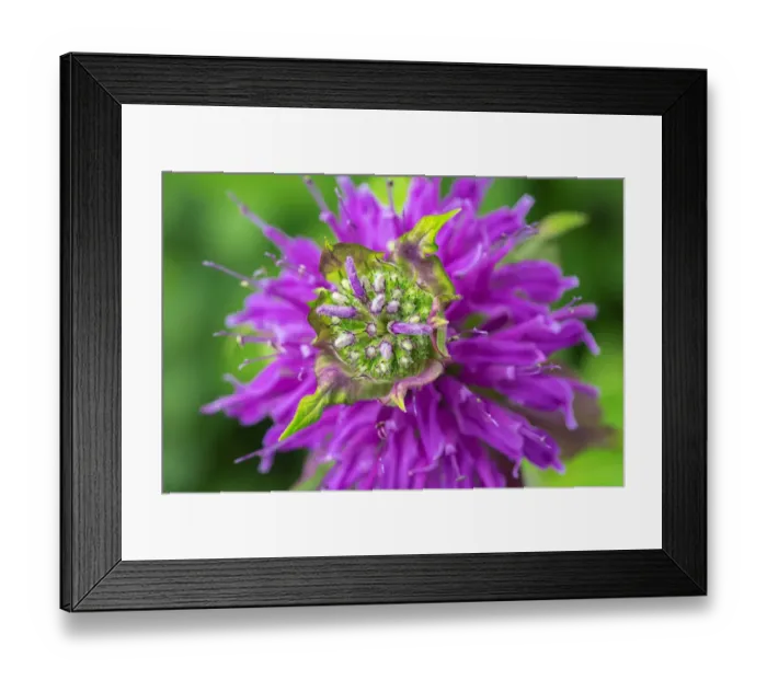 Framed Print : Beebalm Framed Print : Beebalm