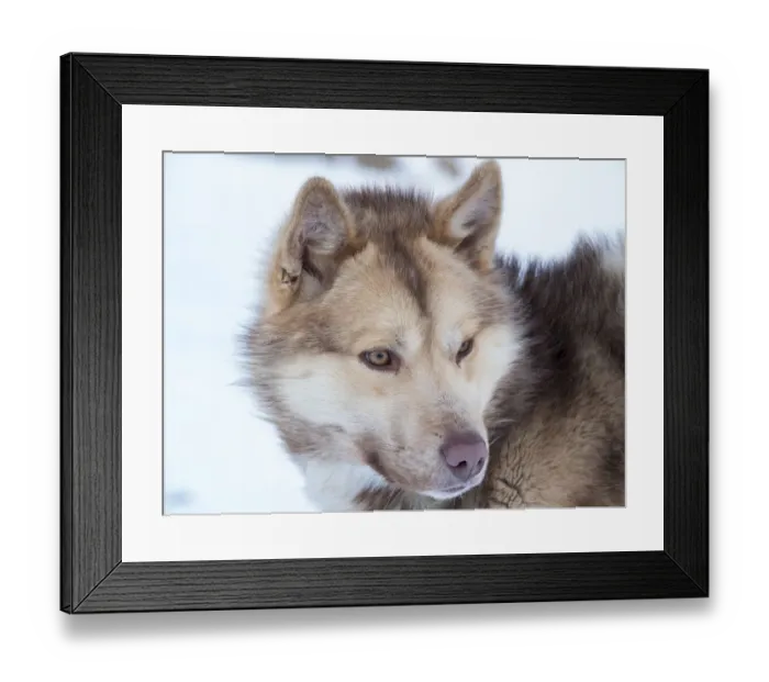 Framed Print : Sled dog during winter in Uummannaq in Greenland. Dog teams are still draft animals for Framed Print : Sled dog during winter in Uummannaq in Greenland. Dog teams are still draft animals for