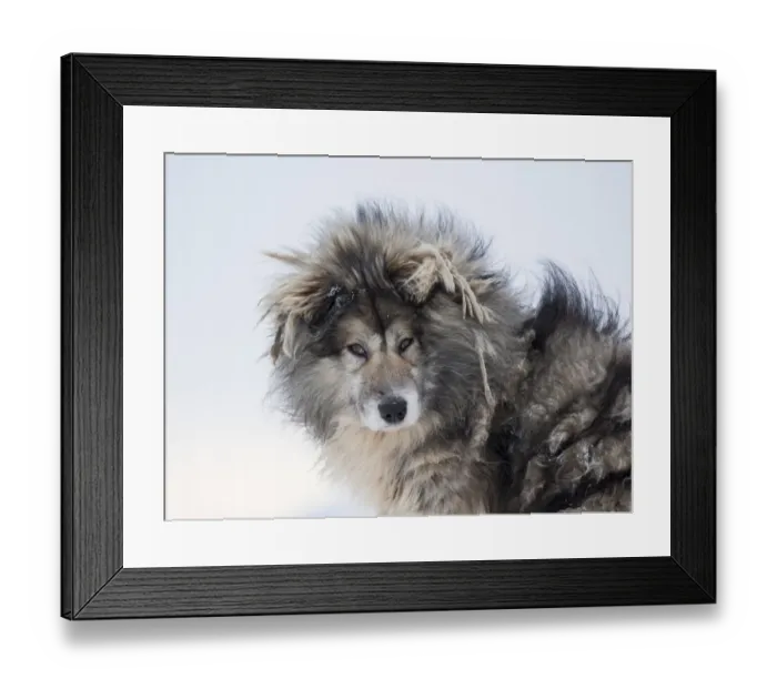 Framed Print : Sled dog during winter in Uummannaq in Greenland. Dog teams are still draft animals for Framed Print : Sled dog during winter in Uummannaq in Greenland. Dog teams are still draft animals for