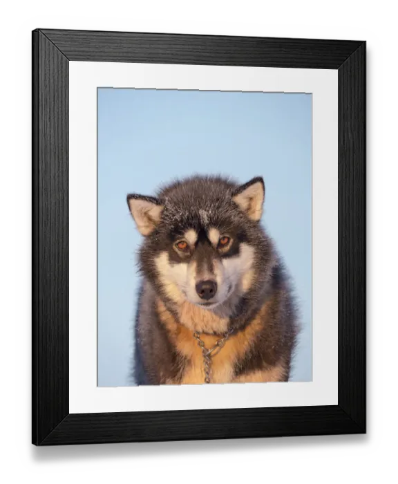 Framed Print : Sled dog during winter in Uummannaq in Greenland. Dog teams are still draft animals for Framed Print : Sled dog during winter in Uummannaq in Greenland. Dog teams are still draft animals for