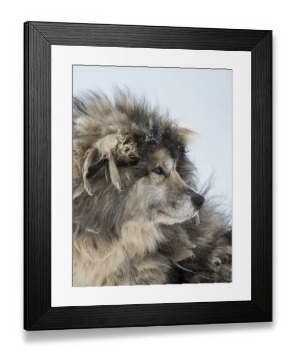 Framed Print : Sled dog during winter in Uummannaq in Greenland. Dog teams are still draft animals for Framed Print : Sled dog during winter in Uummannaq in Greenland. Dog teams are still draft animals for