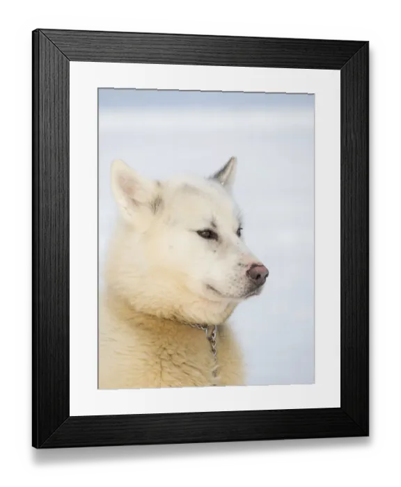 Framed Print : Sled dog during winter in Uummannaq in Greenland. Dog teams are still draft animals for Framed Print : Sled dog during winter in Uummannaq in Greenland. Dog teams are still draft animals for