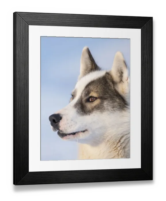 Framed Print : Sled dog during winter in Uummannaq in Greenland. Dog teams are still draft animals for Framed Print : Sled dog during winter in Uummannaq in Greenland. Dog teams are still draft animals for