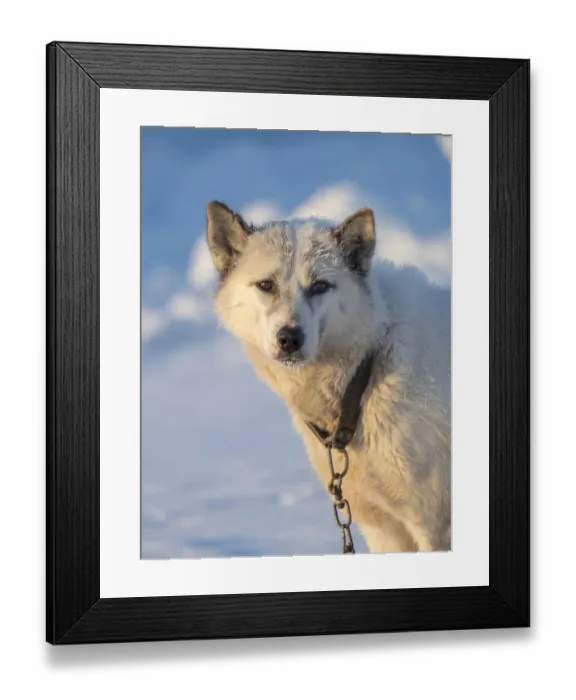 Framed Print : Sled dog during winter in Uummannaq in Greenland. Dog teams are still draft animals for Framed Print : Sled dog during winter in Uummannaq in Greenland. Dog teams are still draft animals for