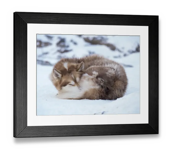Framed Print : Sled dog during winter in Uummannaq in Greenland. Dog teams are draft animals for Framed Print : Sled dog during winter in Uummannaq in Greenland. Dog teams are draft animals for
