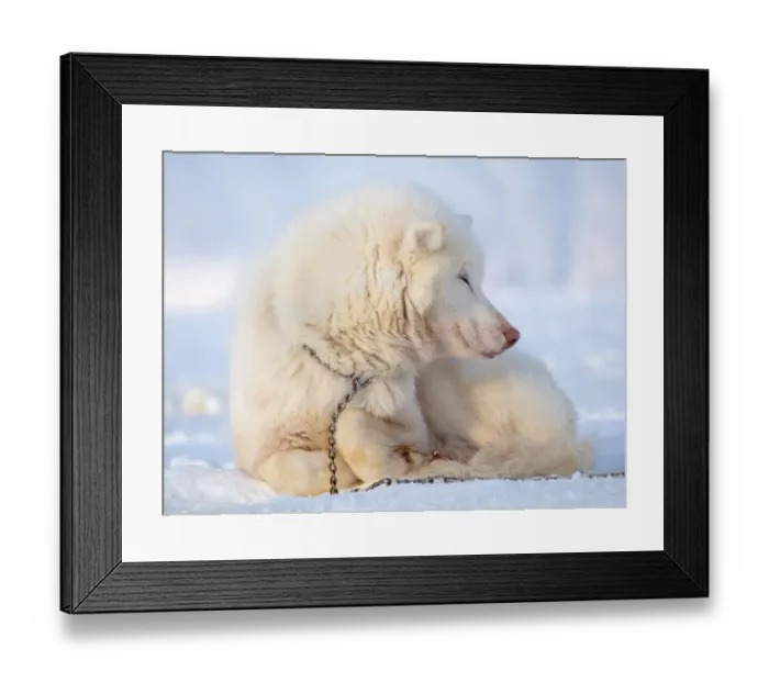 Framed Print : Sled dog during winter in Uummannaq in Greenland. Dog teams are draft animals for Framed Print : Sled dog during winter in Uummannaq in Greenland. Dog teams are draft animals for