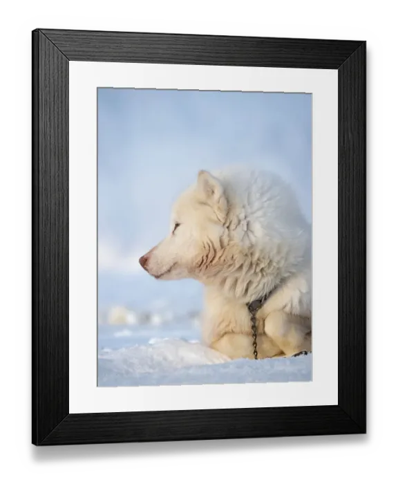 Framed Print : Sled dog during winter in Uummannaq in Greenland. Dog teams are draft animals for Framed Print : Sled dog during winter in Uummannaq in Greenland. Dog teams are draft animals for