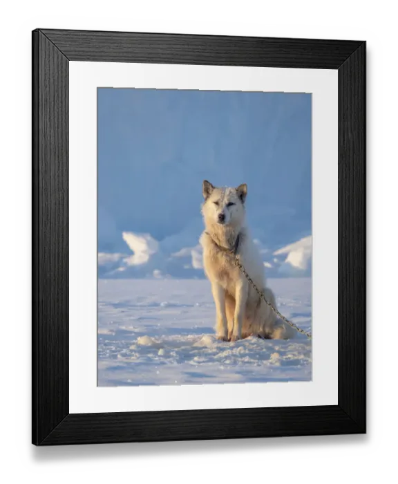 Framed Print : Sled dog during winter in Uummannaq in Greenland. Dog teams are draft animals for Framed Print : Sled dog during winter in Uummannaq in Greenland. Dog teams are draft animals for