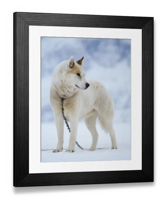 Framed Print : Sled dog during winter in Uummannaq in Greenland. Dog teams are draft animals for