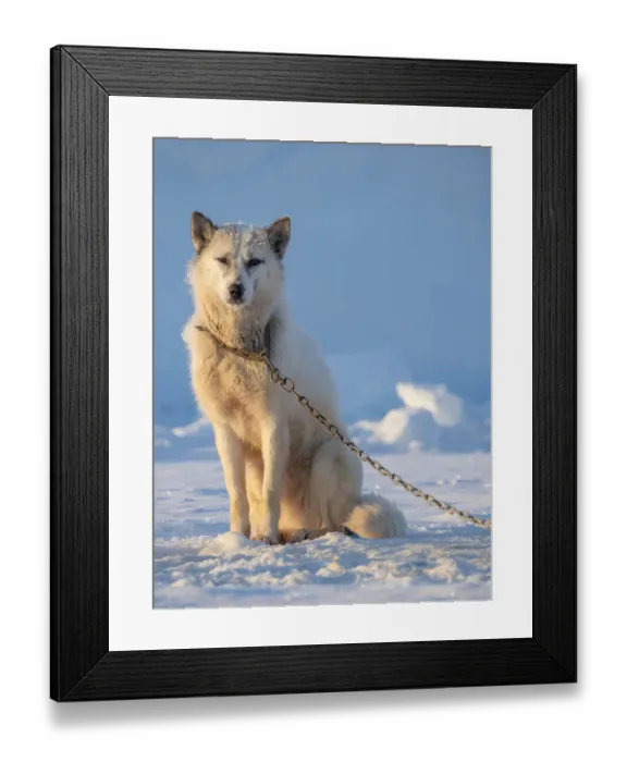 Framed Print : Sled dog during winter in Uummannaq in Greenland. Dog teams are draft animals for Framed Print : Sled dog during winter in Uummannaq in Greenland. Dog teams are draft animals for