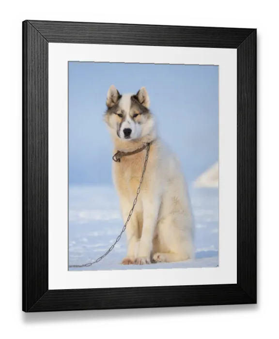 Framed Print : Sled dog during winter in Uummannaq in Greenland. Dog teams are draft animals for Framed Print : Sled dog during winter in Uummannaq in Greenland. Dog teams are draft animals for