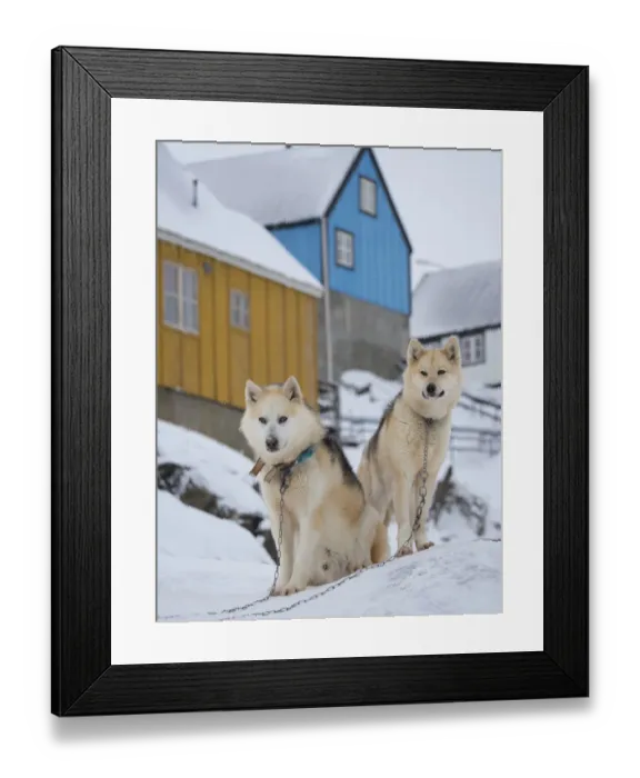 Framed Print : Sled dog during winter in Uummannaq in Greenland. Dog teams are still draft animals for Framed Print : Sled dog during winter in Uummannaq in Greenland. Dog teams are still draft animals for