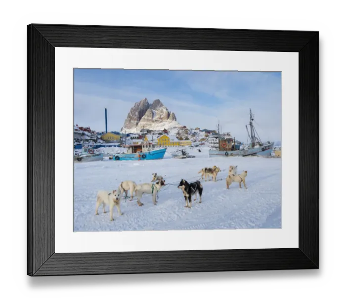 Framed Print : Team of sled dog during winter in Uummannaq in Greenland