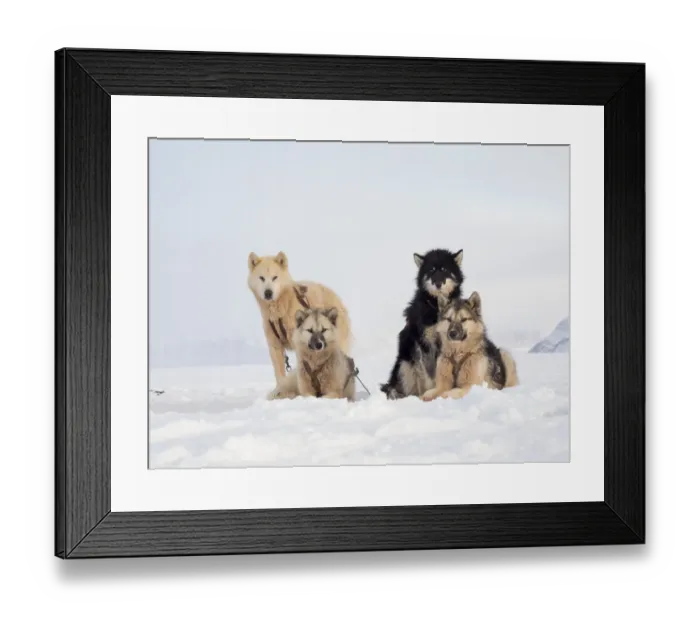 Framed Print : Sled dog during winter in Uummannaq in Greenland. Dog teams are draft animals for Framed Print : Sled dog during winter in Uummannaq in Greenland. Dog teams are draft animals for