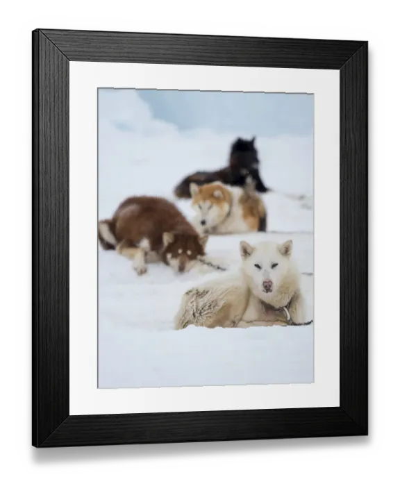 Framed Print : Sled dog during winter in Uummannaq in Greenland. Dog teams are draft animals for Framed Print : Sled dog during winter in Uummannaq in Greenland. Dog teams are draft animals for