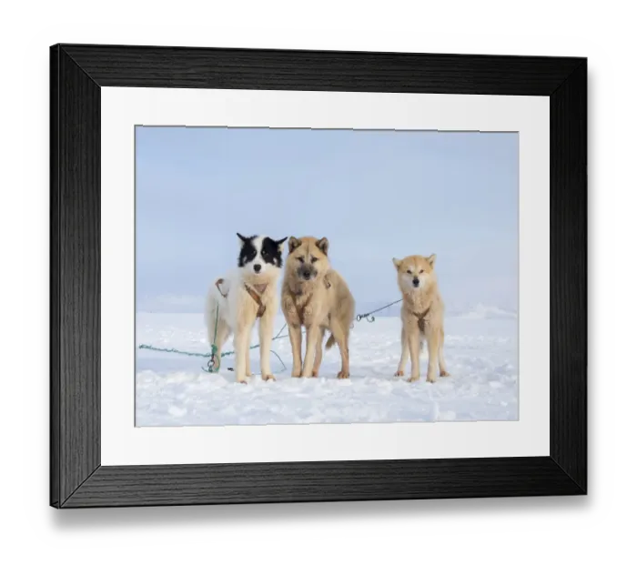 Framed Print : Sled dog during winter in Uummannaq in Greenland. Dog teams are draft animals for