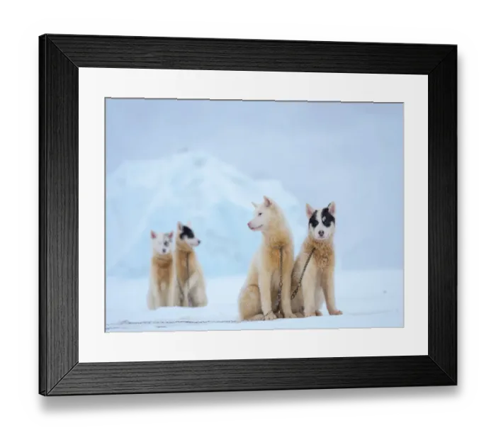 Framed Print : Sled dog during winter in Uummannaq in Greenland. Dog teams are draft animals for Framed Print : Sled dog during winter in Uummannaq in Greenland. Dog teams are draft animals for