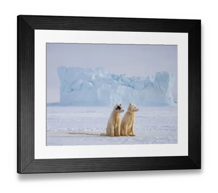 Framed Print : Sled dog during winter in Uummannaq in Greenland. Dog teams are draft animals for Framed Print : Sled dog during winter in Uummannaq in Greenland. Dog teams are draft animals for