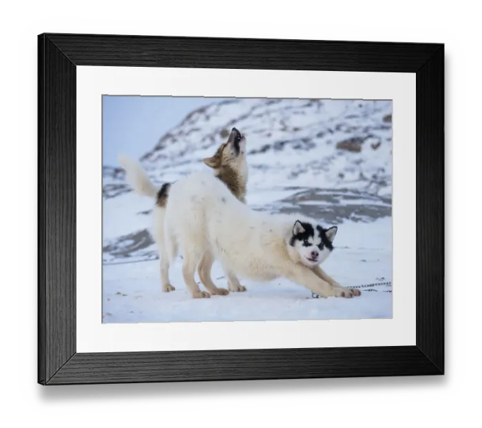 Framed Print : Sled dog during winter in Uummannaq in Greenland. Dog teams are still draft animals for Framed Print : Sled dog during winter in Uummannaq in Greenland. Dog teams are still draft animals for