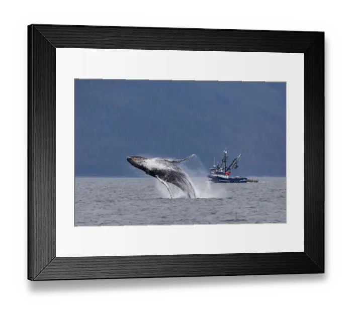 Framed Print : USA, Alaska, Chatham Strait. Breaching humpback whale near fishing boat Framed Print : USA, Alaska, Chatham Strait. Breaching humpback whale near fishing boat
