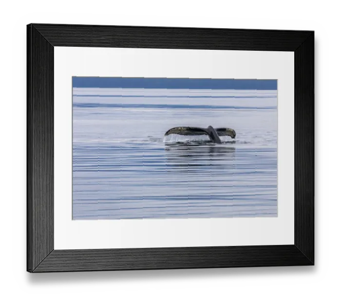 Framed Print : USA, Alaska, Chatham Strait. Humpback whale diving. Credit as Framed Print : USA, Alaska, Chatham Strait. Humpback whale diving. Credit as