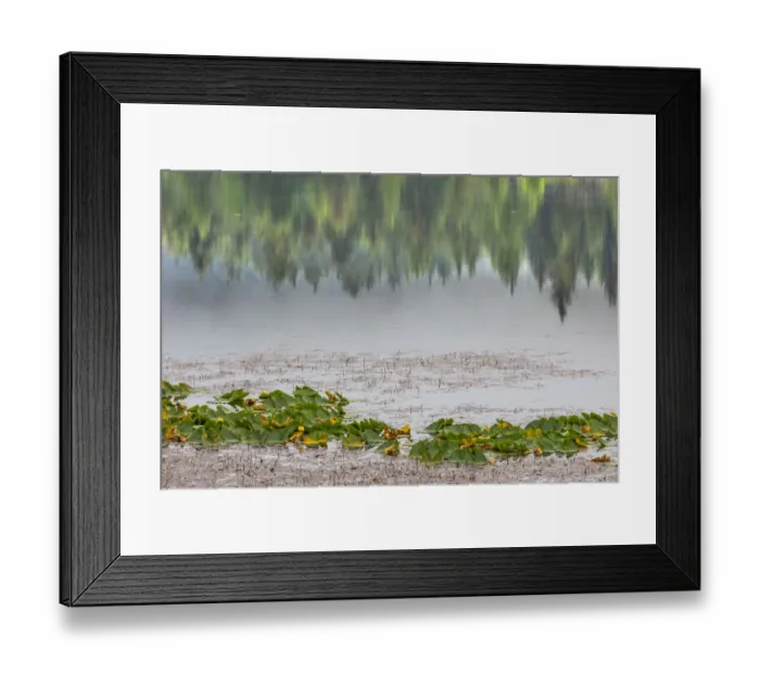 Framed Print : USA, Alaska, Sitka. Forest reflection in Swan Lake. Credit as Framed Print : USA, Alaska, Sitka. Forest reflection in Swan Lake. Credit as