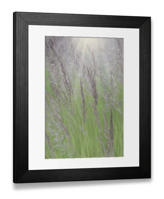 Framed Print : USA, Alaska, Juneau. Sunlit grass in meadow. Credit as: Don Paulson / Jaynes Gallery / Framed Print : USA, Alaska, Juneau. Sunlit grass in meadow. Credit as: Don Paulson / Jaynes Gallery /