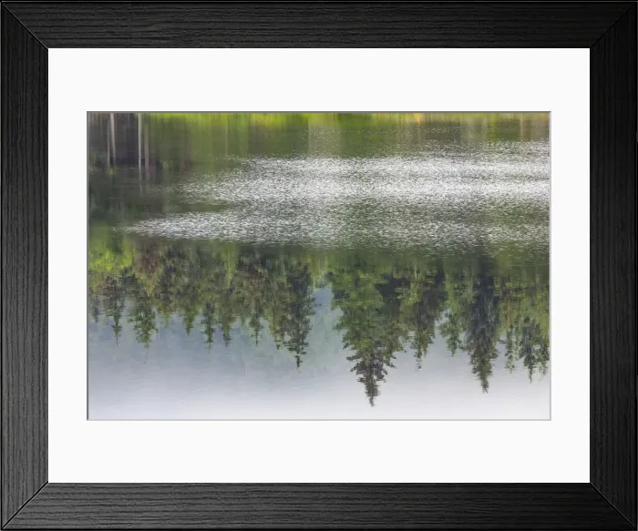 Framed Print : USA, Alaska, Sitka. Forest reflection in Swan Lake. Credit as Framed Print : USA, Alaska, Sitka. Forest reflection in Swan Lake. Credit as