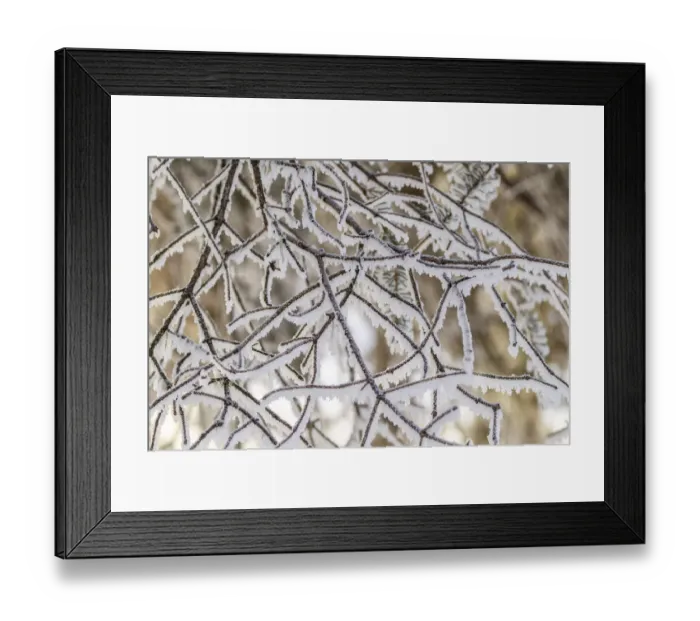 Framed Print : USA, Alaska. Close-up of frosted branches in winter