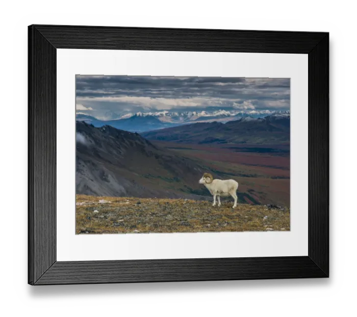 Framed Print : Dall sheep on ridge, fall tundra, Denali National Park, Alaska, USA Framed Print : Dall sheep on ridge, fall tundra, Denali National Park, Alaska, USA
