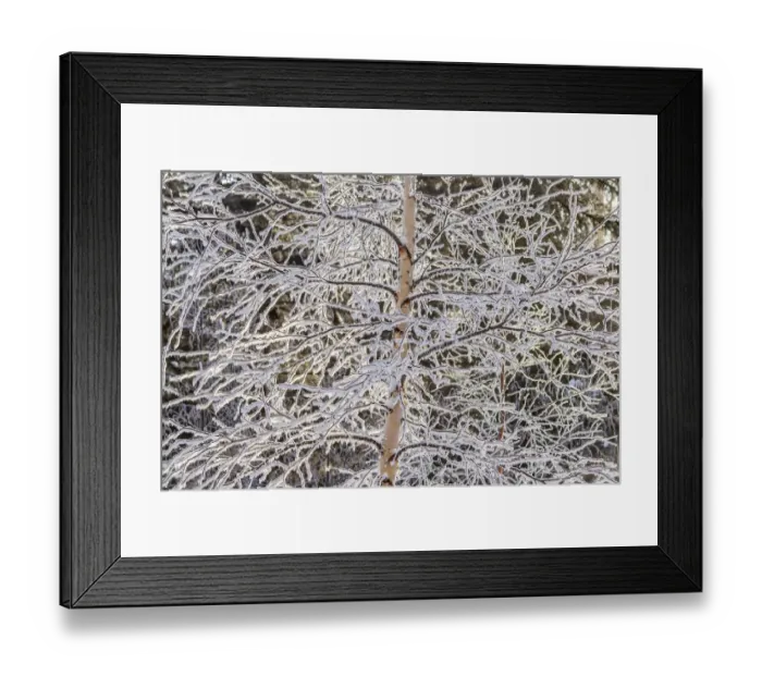 Framed Print : USA, Alaska. Frost-covered tree limbs
