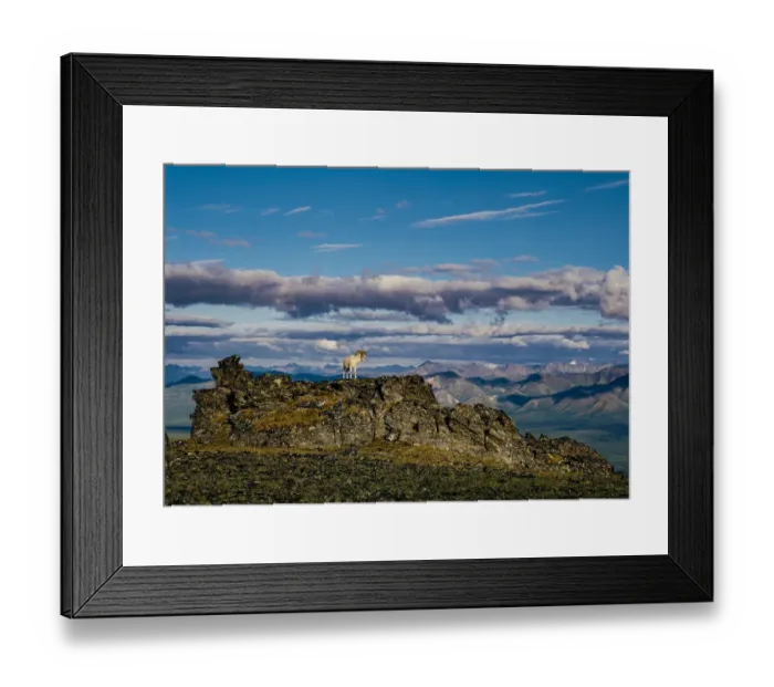 Framed Print : Solo dall ram on ridge, Denali National Park, Alaska, USA