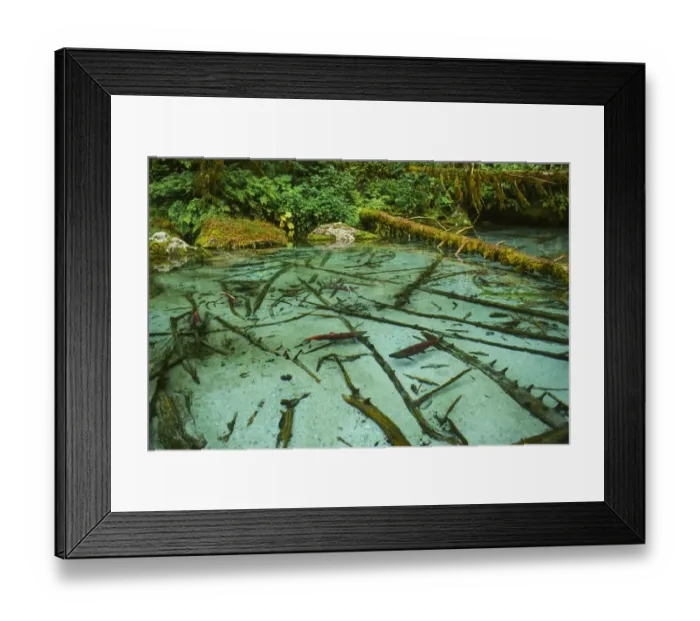 Framed Print : Salmon spawning hole in forest near Haines, Alaska, Tongass National Forest